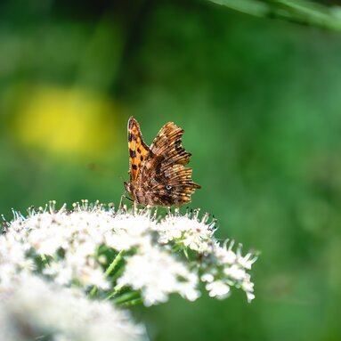 Brauner Schmetterling sitzt auf weißen Blüten im Grünen. | © Nationalparkverwaltung Salzburg - Florian Kreidl Glück
